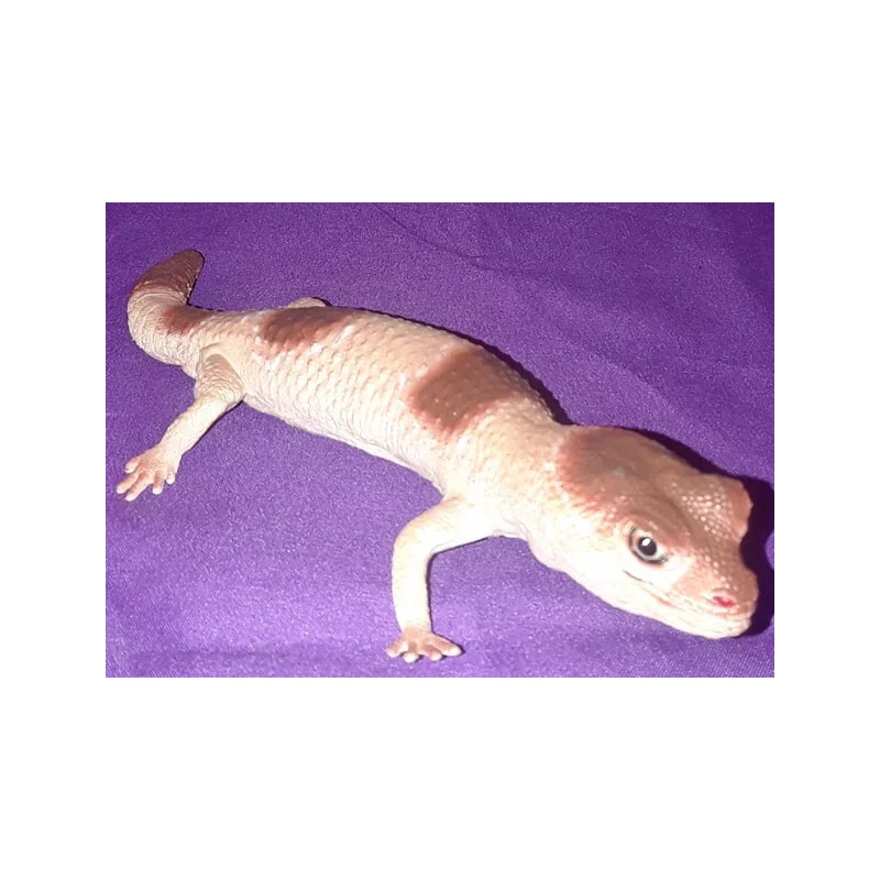 AAA African Fat Tailed Gecko Replica - AAA