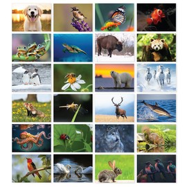 Papa Prints Pack of 24 British Wildlife Greeting Cards Blank Greeting Cards (149 x 105 mm) with Envelopes Greeting Cards Blank Inside