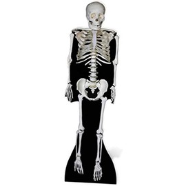 SC160 Skeleton Cardboard Cutout Standup