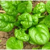 Large Leaved Spinach Matador 100+ Non-GMO Seeds for Planting