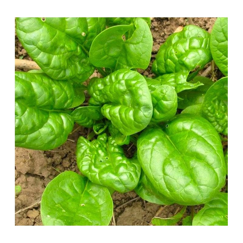 Large Leaved Spinach Matador 100+ Non-GMO Seeds for Planting