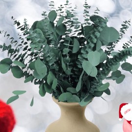 14PCS Dried Eucalyptus & Silver Dollar Leaves Bundle - 17" Large Real Eucalyptus Leaves for Shower, Eucalyptus Plant Greenery for Vase Filler, Home Decor, Bathroom, Dried Flowers, Christmas Garland