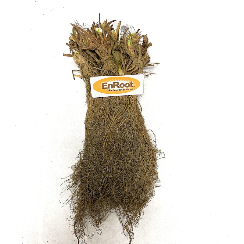 Strawberry Albion Bare Root Plants 25 Count - Day Neutral