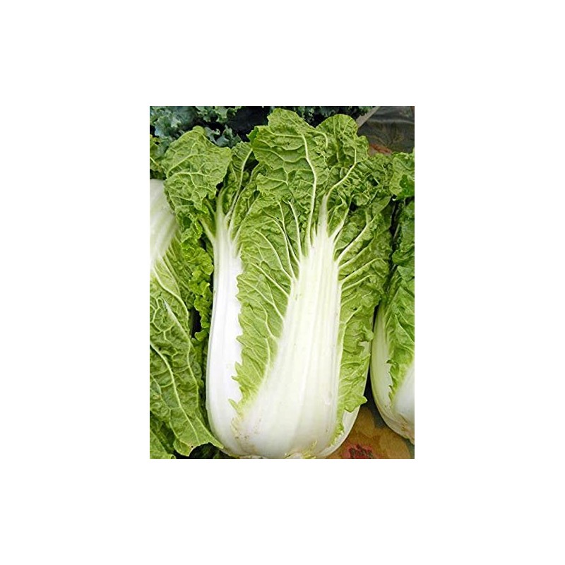 300 Michihili Chinese Cabbage Seeds for Planting Heirloom Non GMO