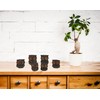 SusggO Set of 6 Small Wooden Owls - 3 Sizes