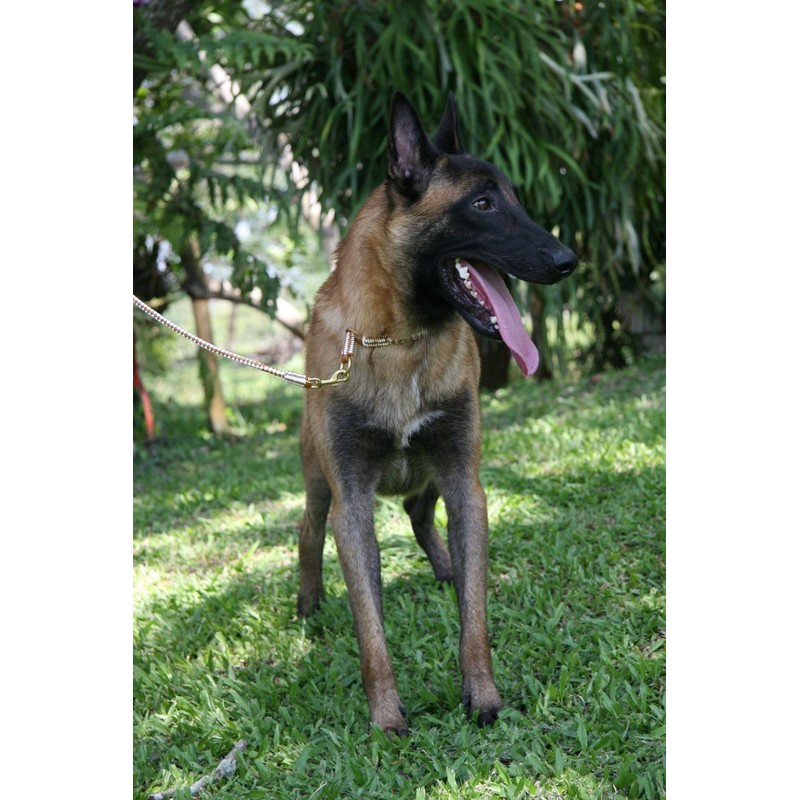 Alvalley Braided Snap Lead for Dogs 6ft - Medium