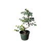 Unbranded Chinese elm pre-bonsai - 9" to 11"