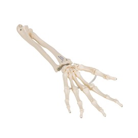 3B Scientific A40/3 Hand Skeleton w/Ulna-Radius loosely Strung - 3B Smart Anatomy