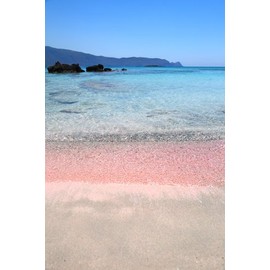 Pink Sands Type Premium Fragrance Oil, 16 Oz. Bottle