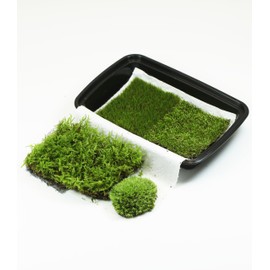Fresh Live Terrarium Moss, 6"x8" Box - Perfect for Terrarium, Miniature Landscapes, Bonsai, Reptiles, and Succulents. Includes Four Different Types of Fresh Living Moss | Guaranteed Live Arrival