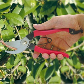 千吉 左利き用 剪定鋏 幅60×高さ200×奥行き25mm SGP-20L