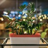 SiliFine 6 Set Window Herb Planter Box Self Watering Plant
