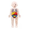 Deluxe Rompecabezas 3d Cuerpo Humano Juguete Didáctico Educativo