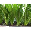 Southeast Seeds Catalogna Emerald Endive Seeds, NON-GMO, Chicory, Italian Dandelion,