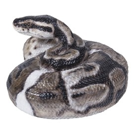 Hi-Line Gift 87680-B Regius Ball Python Statue