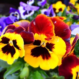 Pansy, Swiss Giant Mixed Color Flower Seeds, Pack of 2000+ Seeds by Seeds2Go