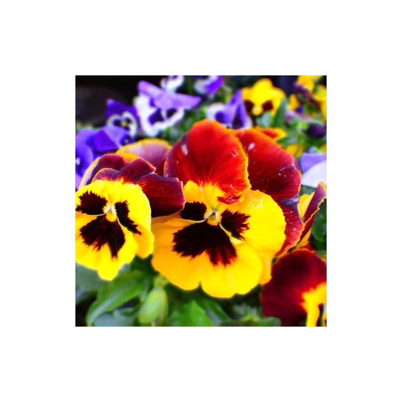 Pansy, Swiss Giant Mixed Color Flower Seeds, Pack of 2000+