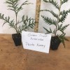 Unbranded 25 Green Giant trees 2.5" pot Arborvitae Thuja plicata