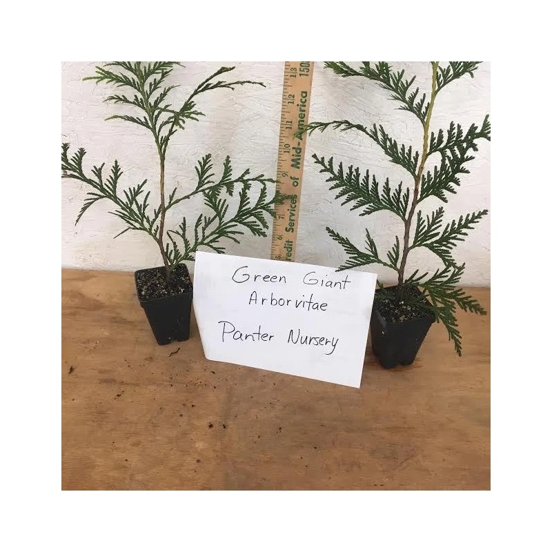 Unbranded 25 Green Giant trees 2.5" pot Arborvitae Thuja plicata