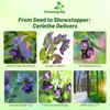 Outsidepride Cerinthe Major Honeywort Seeds - 50 Pcs. Annual, Self-Sowing