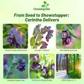 Outsidepride Cerinthe Major Honeywort Seeds - 50 Pcs. Annual, Self-Sowing & Easy to Grow, Flower Seeds for Planting, Vibrant Purple-Blue Tube-Like Blooms for Garden Beds, Borders & Container Displays