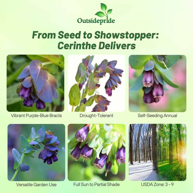 Outsidepride Cerinthe Major Honeywort Seeds - 50 Pcs. Annual, Self-Sowing