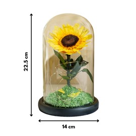 Eternal Sunflower Gift, Preserved Flower, Acrylic Dome Sunflower Decor, Acrylic Dome Flower Decor with LED Strip, Gift for Birthday, Anniversary, Wedding, Thanksgiving, Christmas, Mother’s Day