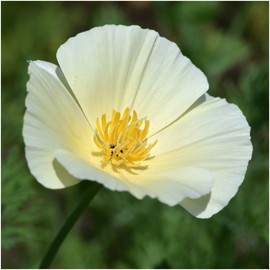 Seed Needs, White Linen California Poppy Seeds - 2,000 Seeds for Planting Eschscholzia californica - Open Pollinated & Untreated Wildflowers for Growing a Butterfly Garden (1 Pack)