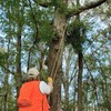 High Limb Brand CS-48 Rope-and-Chain Saw