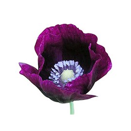 Purple Breadseed Poppy Seeds - Tall Poppy with Black Markings - 3000 Seeds