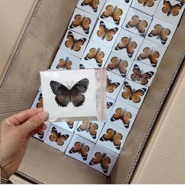 Real Dried Dead Butterflies with Spread Wings Shaped, Natural Unmounted Butterfly Specimens for Art, DIY Decorations, Taxidermy and Gifts for Kids and Family(8 Pcs Butterfly Specimens)