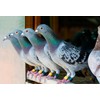 Farmalab Probiotics Extra Strength for Pigeons, 100 Tablets, Immune Support