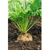 Hale Habitat & Seed Sugar Beet Food Plot Seed, 5