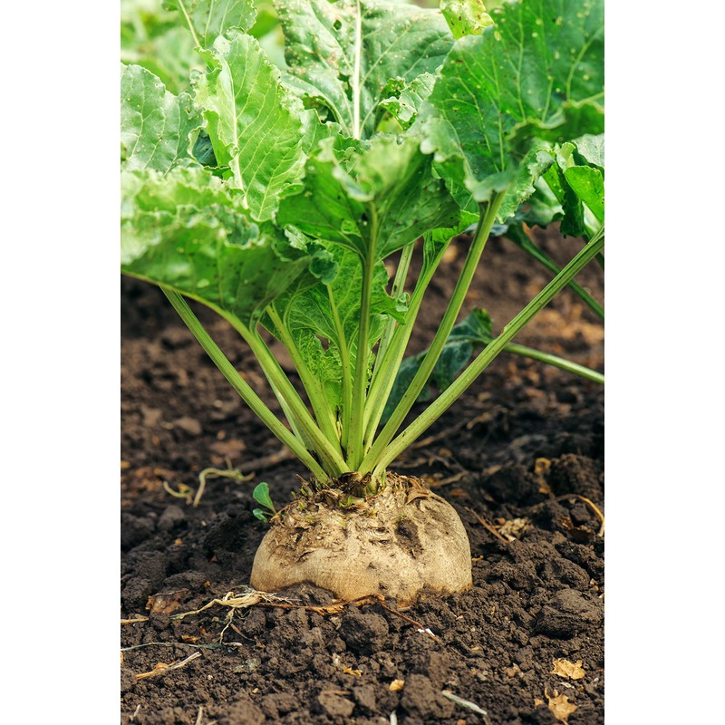 Hale Habitat & Seed Sugar Beet Food Plot Seed, 5