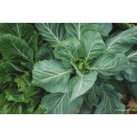 Home Grown Collards Champion HEIRLOOM 100+ seeds 100% organic Non GMO Grown in USA