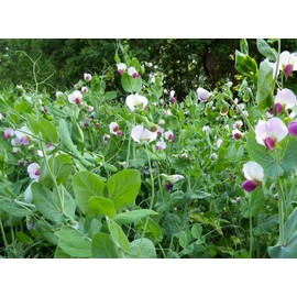 TomorrowSeeds - Austrian Winter English Pea Seeds - 50+ Count Packet - for 2024 Cold Hardy Sweet Shelling Peas Field Shoots Snap Snow Non GMO