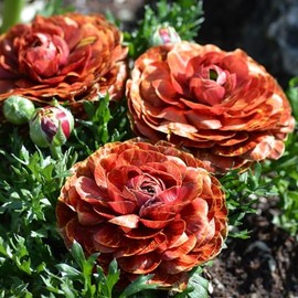Ranunculus Bulbs - Cafe - 20 Bulbs - Red/Yellow Flower Bulbs, Corm Attracts Bees, Attracts Pollinators, Easy to Grow & Maintain, Fragrant, Container Garden