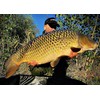 Tandem Baits Carp Feed Fishing Food Hook Pellets SuperFeed Hook
