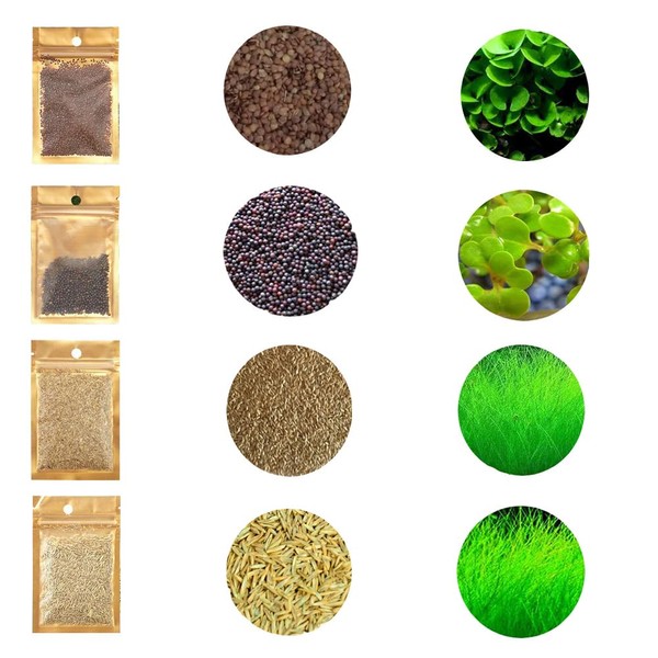 4 Pack Aquarium Plant S.e.e.ds, no Artificial Plastic Plant, Fish