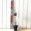 Pomegranate Seedling, Pomegranate, 4.7 inches (12 cm) Pot Seedling, Pomegranate