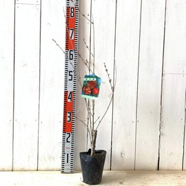 Pomegranate Seedling, Pomegranate, 4.7 inches (12 cm) Pot Seedling, Pomegranate
