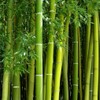 Giant Bamboo Seeds for Planting - 500+ Giant Green Bamboo