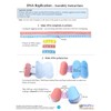 NewPath DNA Replication 3-D Model Making Kit - Individual Student