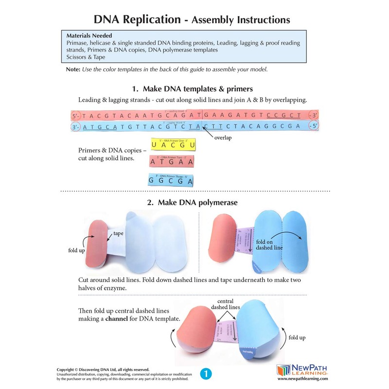NewPath DNA Replication 3-D Model Making Kit - Individual Student