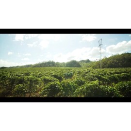 Alto Grande Coffee Whole Bean Premium Arabica Single Origin Puerto Rico 2 Lbs