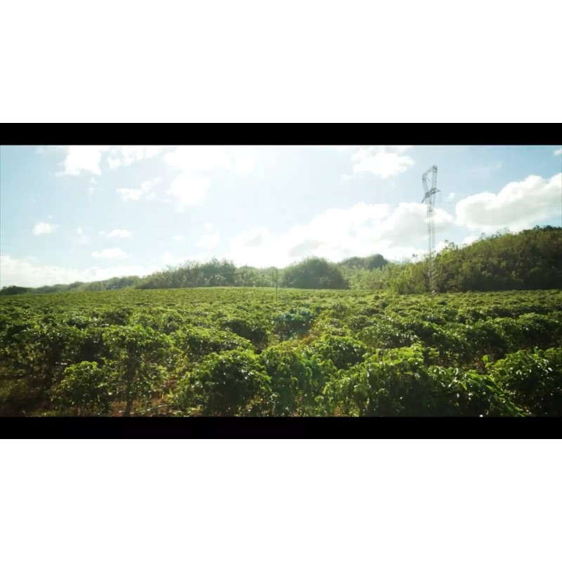 Alto Grande Coffee Whole Bean Premium Arabica Single Origin Puerto