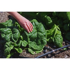 NIKA SEEDS - Vegetable Winter Spinach Giant - 300 Seeds