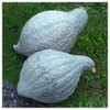 Everwilde Farms - 1 Lb Organic Blue Hubbard Winter Squash