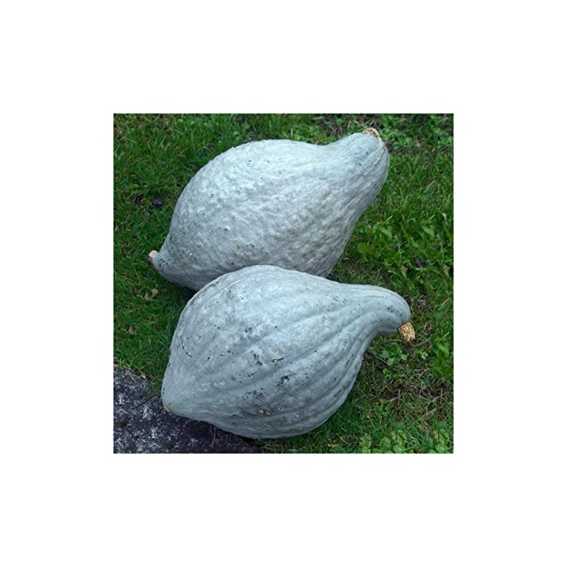 Everwilde Farms - 1 Lb Organic Blue Hubbard Winter Squash
