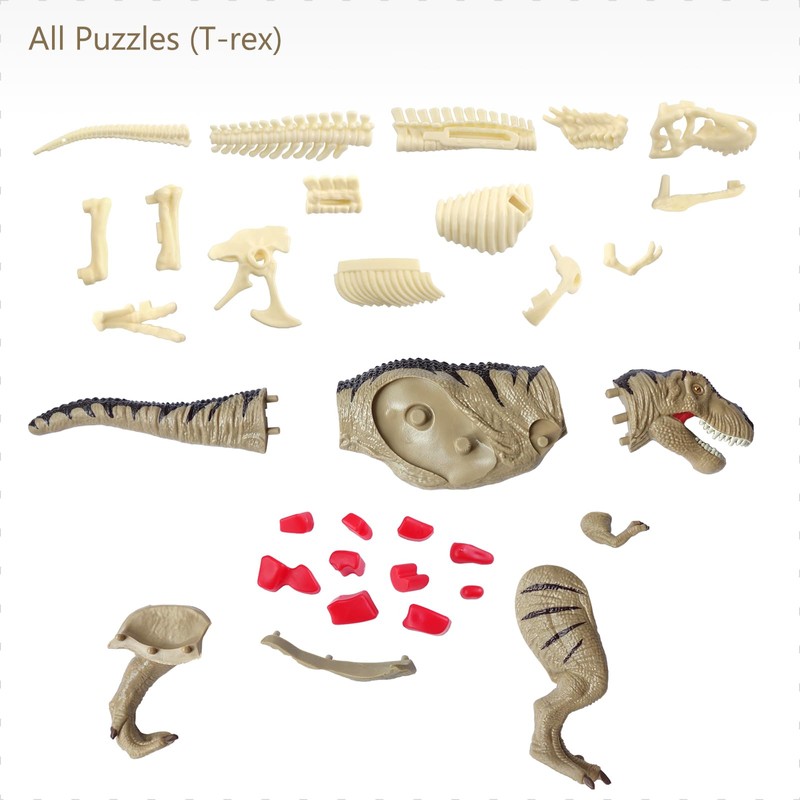4D Vision Dinosaur Anatomy Model - Interactive Dinosaur Skeleton &